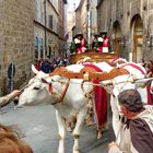 Siena, während der Palio Feste