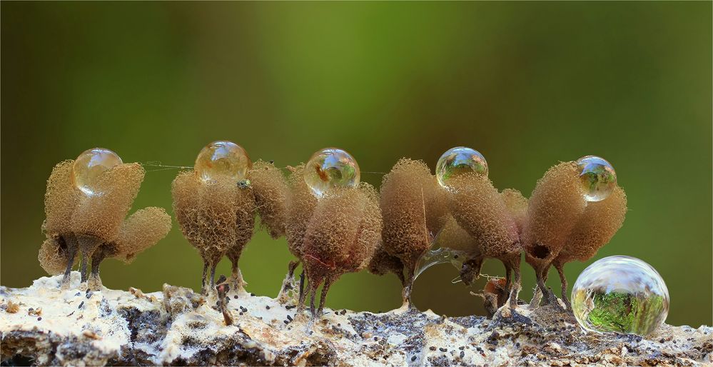 Sienabrauner Kelchstäubling  (ARCYRIA INCARNATA)