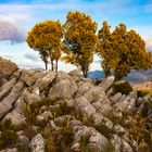 Sierra de las Nieves