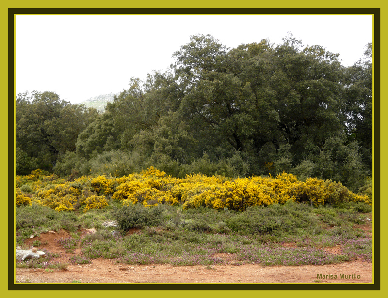 Sierra de las Nieves 4