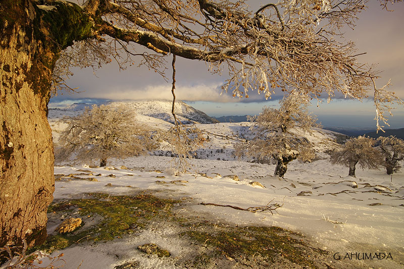 Sierra de las Nieves