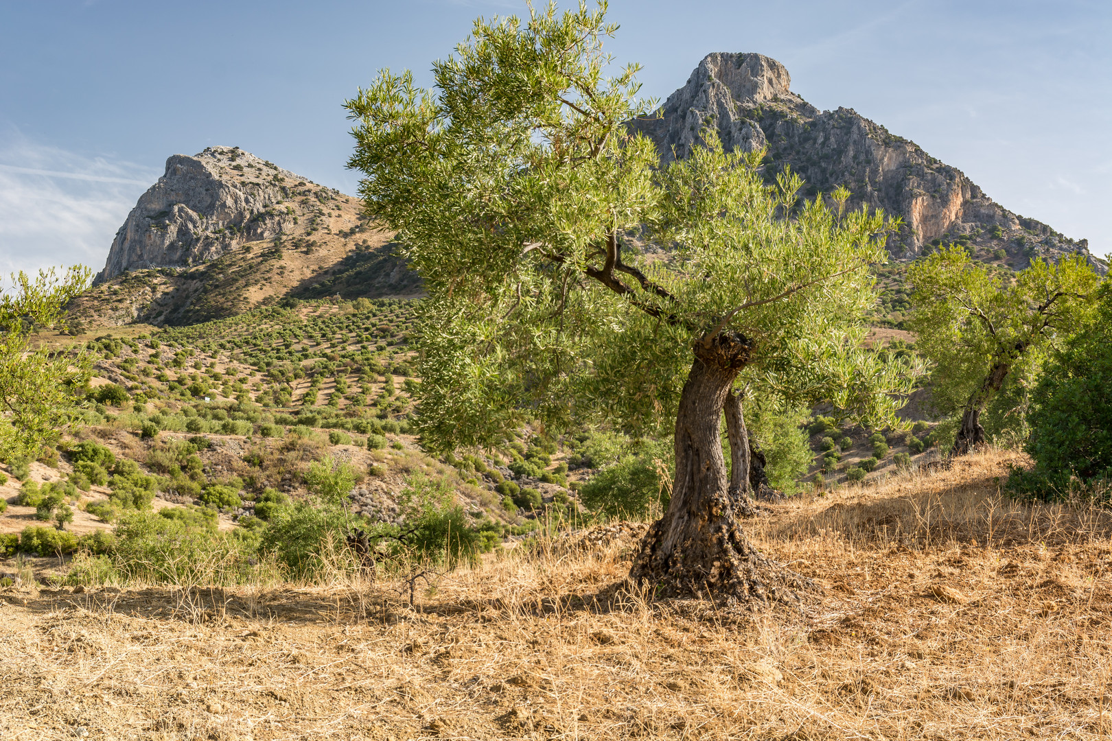 Sierra de Ubrique 