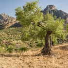 Sierra de Ubrique 