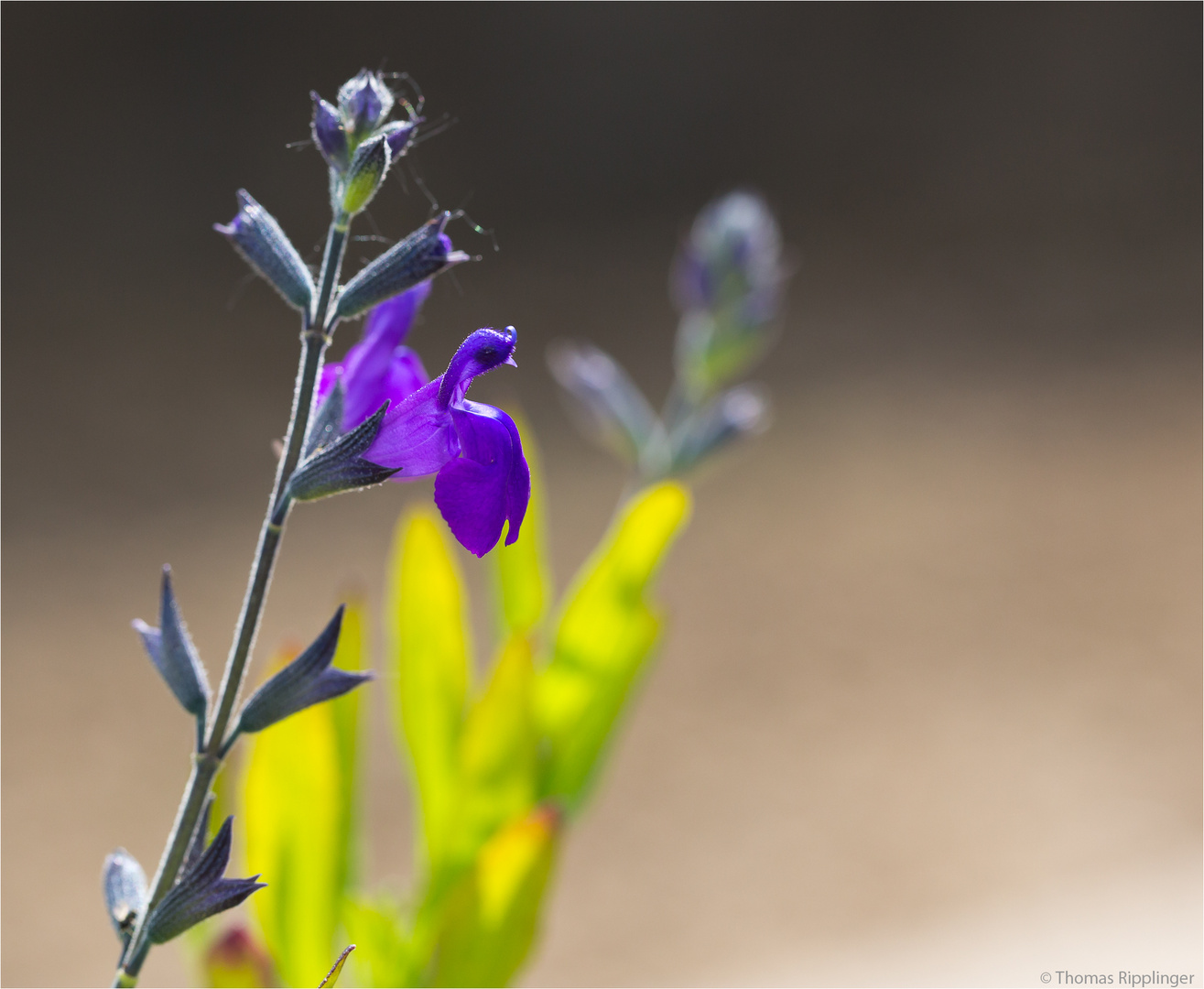 Sierra Madre Salbei (Salvia coahuilensis).