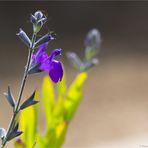 Sierra Madre Salbei (Salvia coahuilensis).