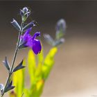 Sierra Madre Salbei (Salvia coahuilensis).