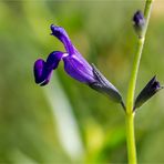 Sierra Madre Salbei (Salvia coahuilensis)