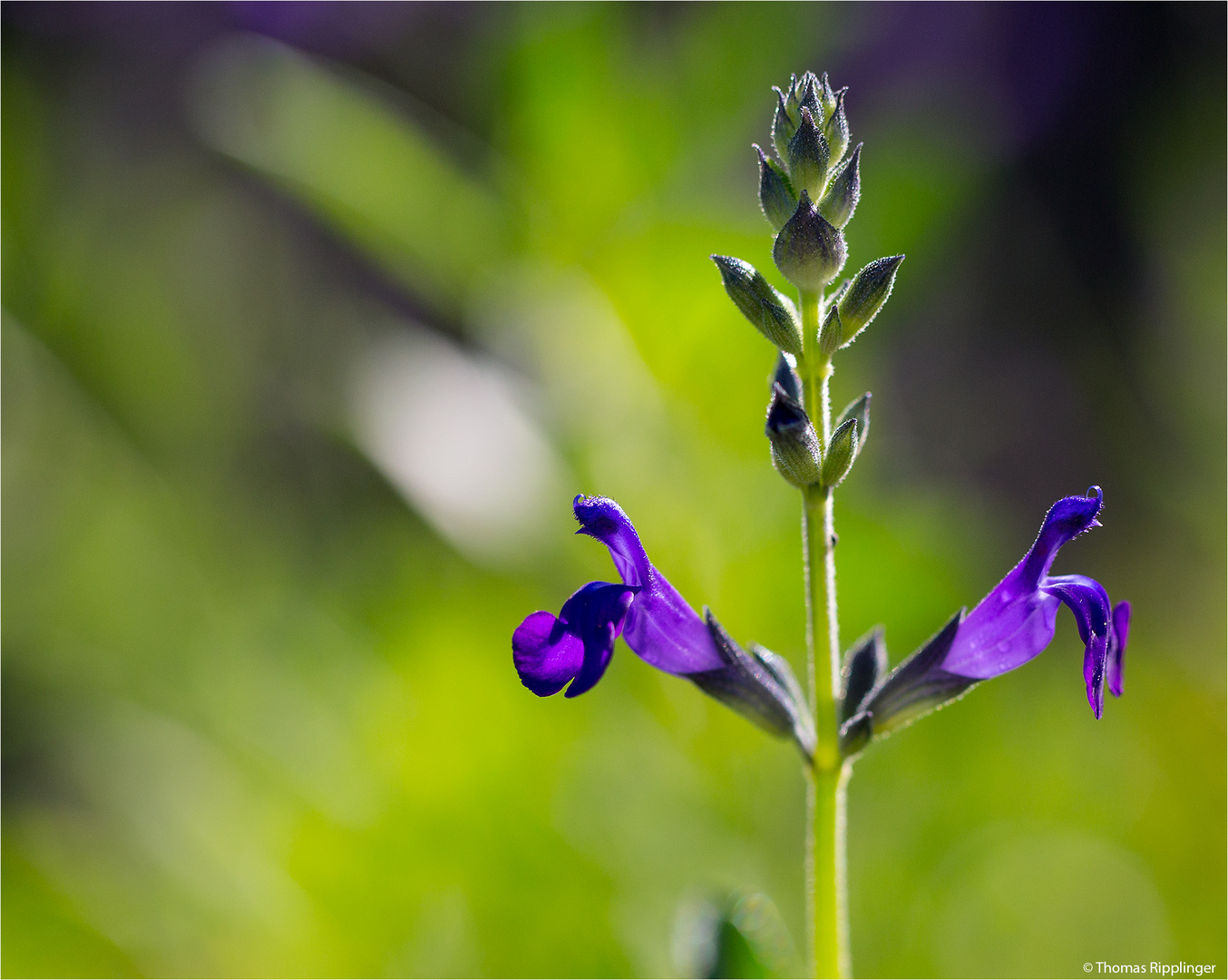 Sierra Madre Salbei (Salvia coahuilensis) ..