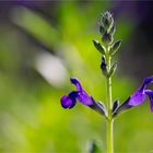 Sierra Madre Salbei (Salvia coahuilensis) ..