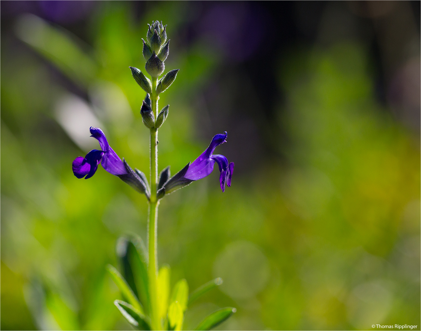 Sierra Madre Salbei (Salvia coahuilensis) ...