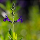 Sierra Madre Salbei (Salvia coahuilensis) ...