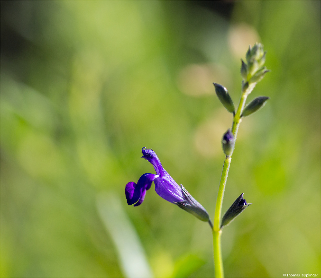 Sierra Madre Salbei (Salvia coahuilensis) .