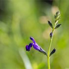 Sierra Madre Salbei (Salvia coahuilensis) .