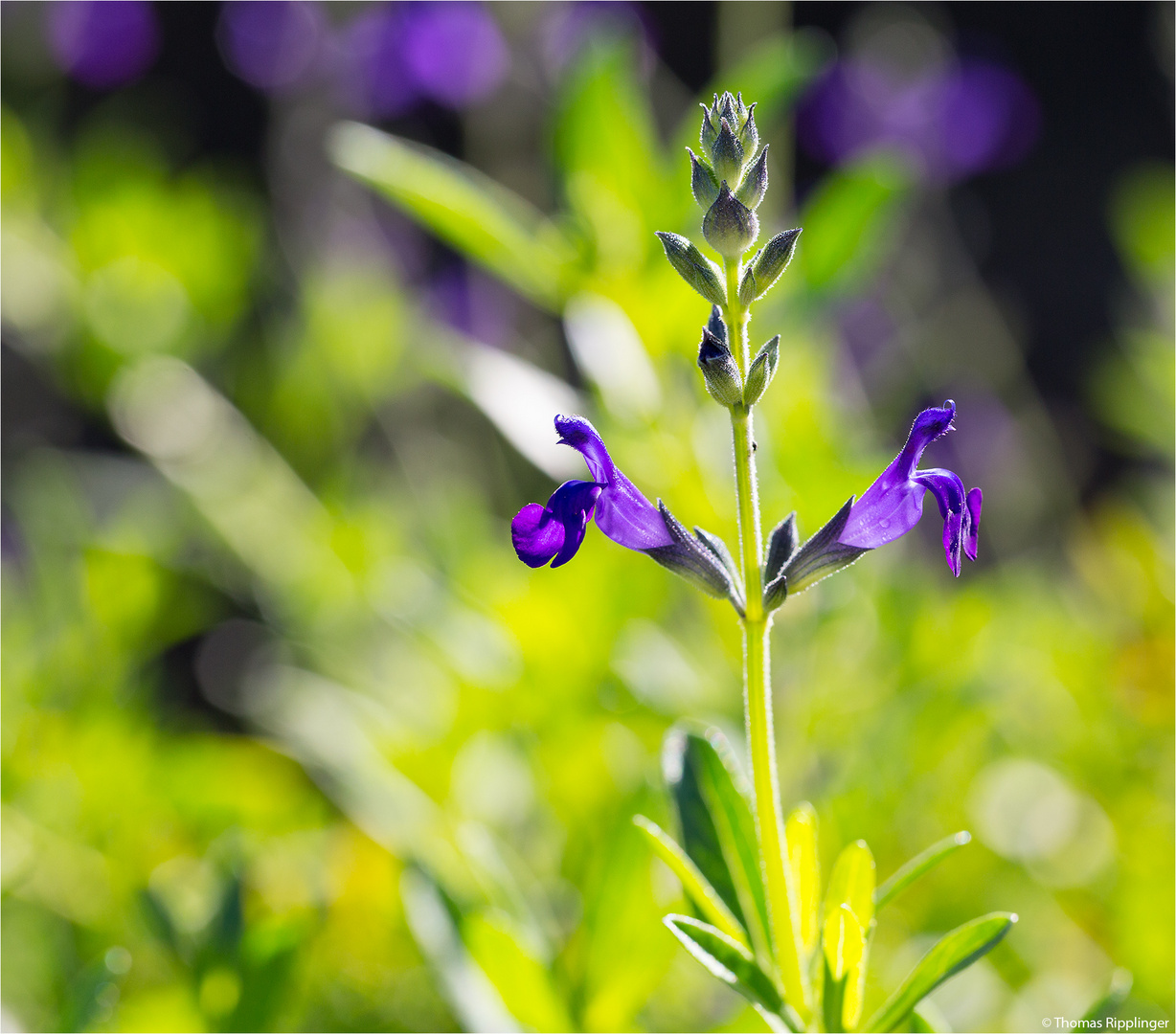 Sierra Madre Salbei (Salvia coahuilensis) ....