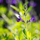 Sierra Madre Salbei (Salvia coahuilensis) ....