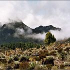 Sierra Nevada *2