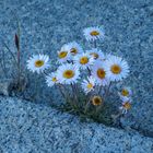 sierra nevada mountain daisies