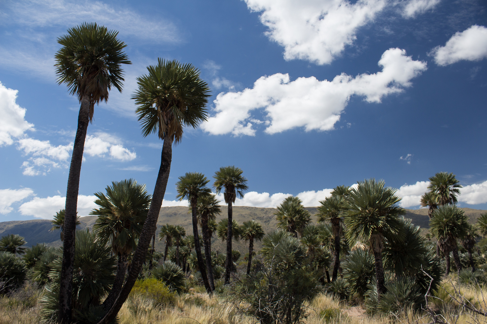 Sierras de Comechingones II