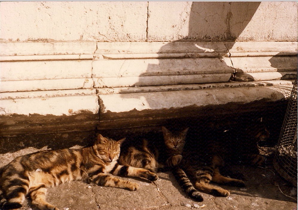 Siesta von Gabriele Bischoff 