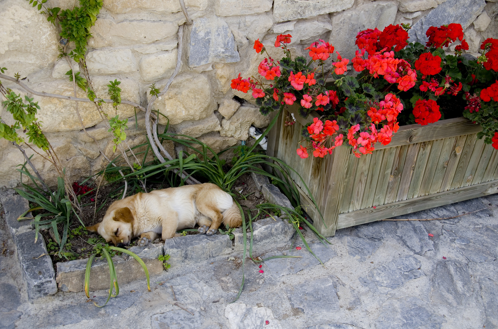 Siesta