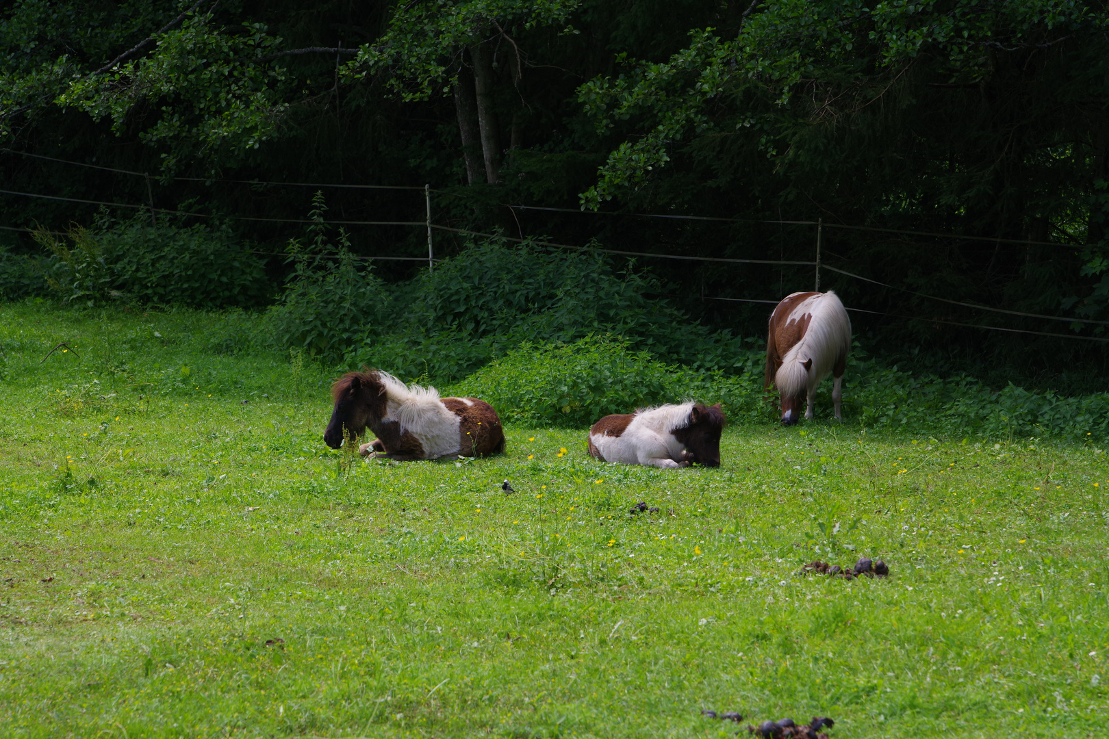 Siesta