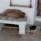 siesta 1