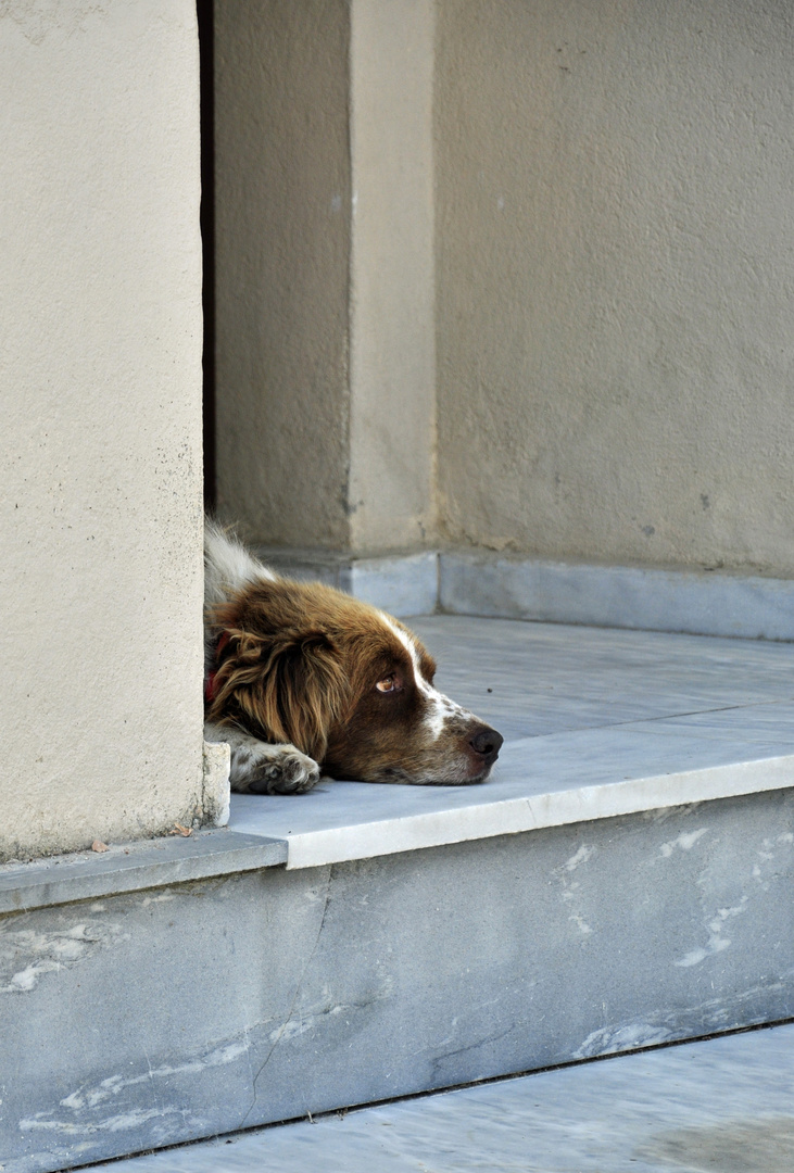 Siesta