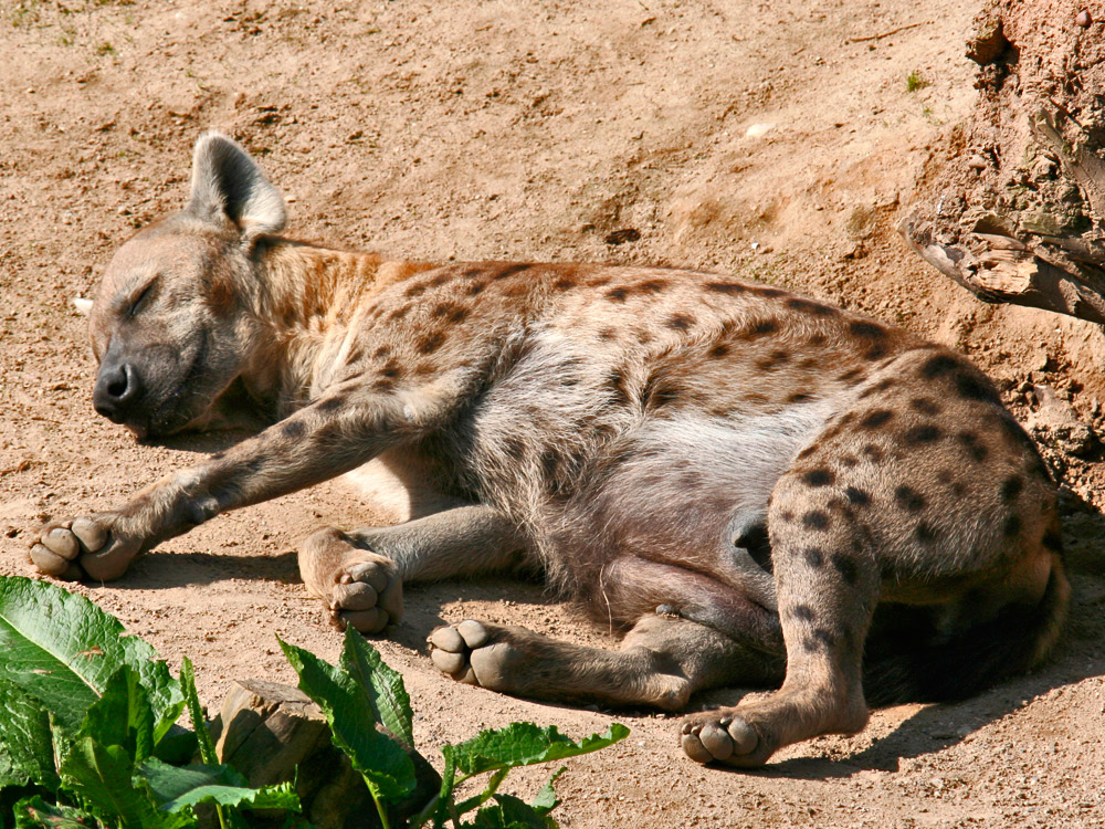 Siesta