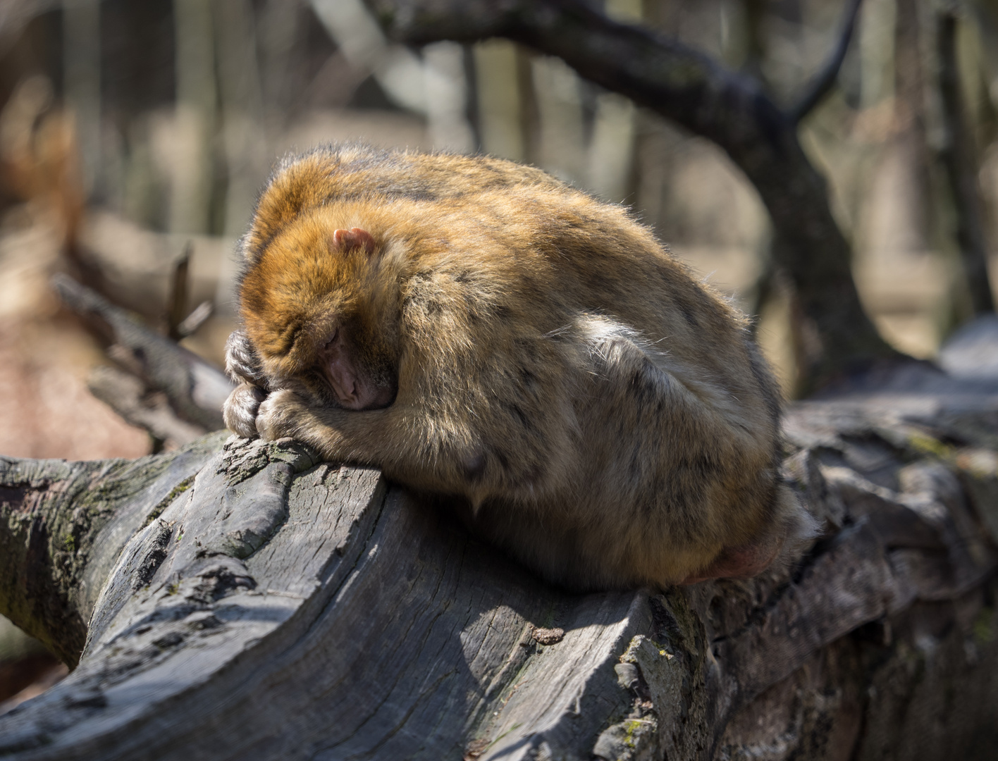 Siesta