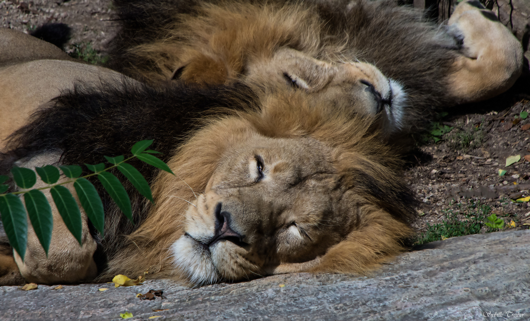 Siesta