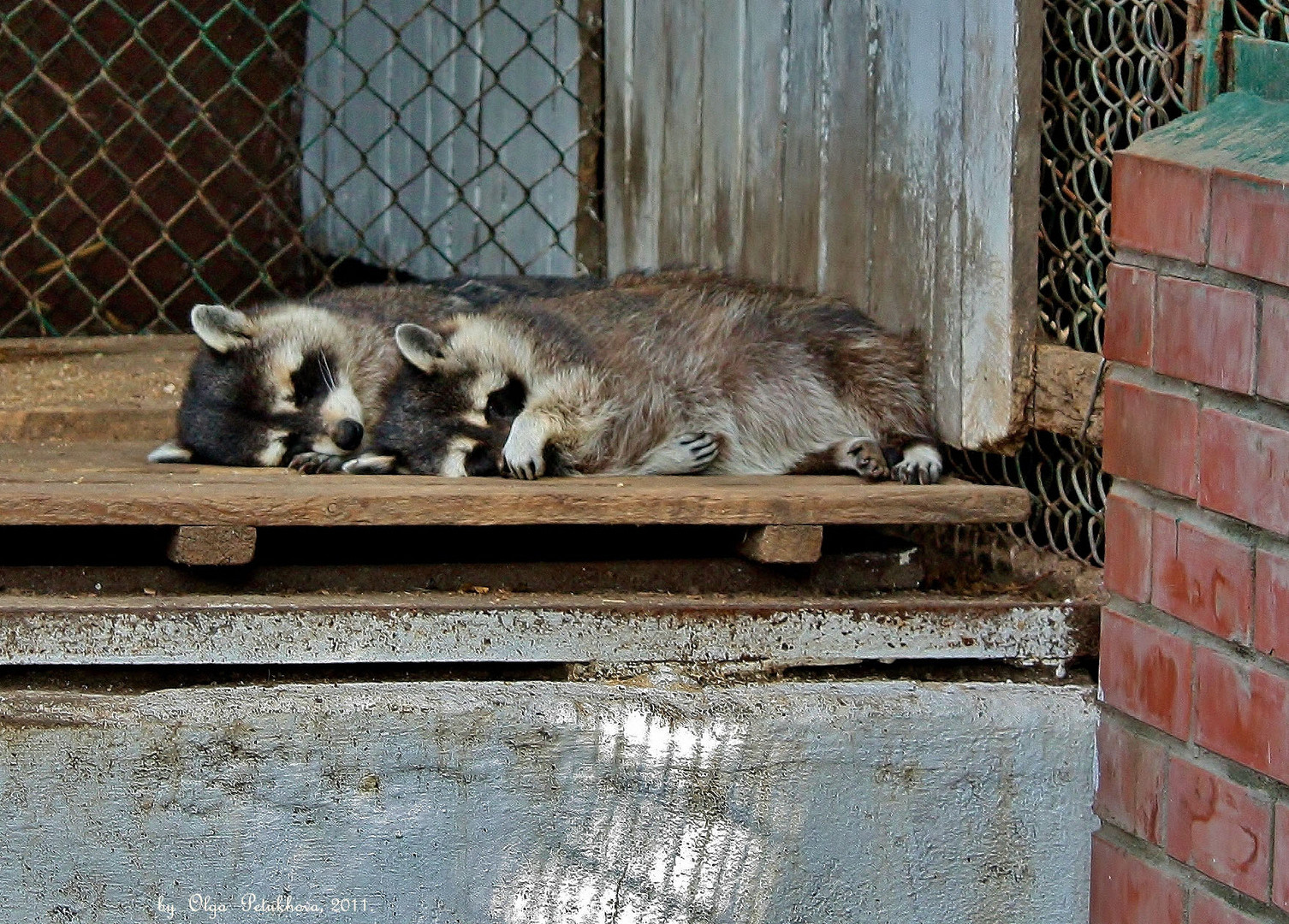 Siesta