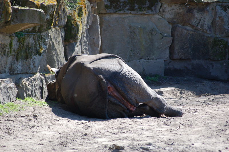 Siesta