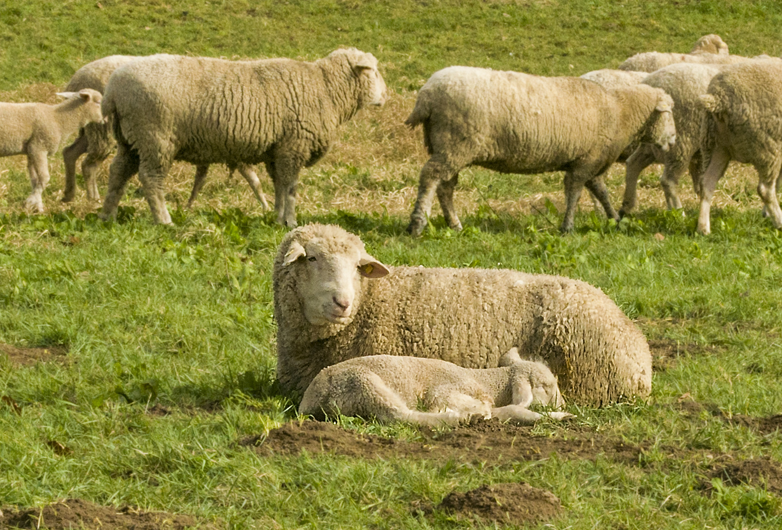 Siesta