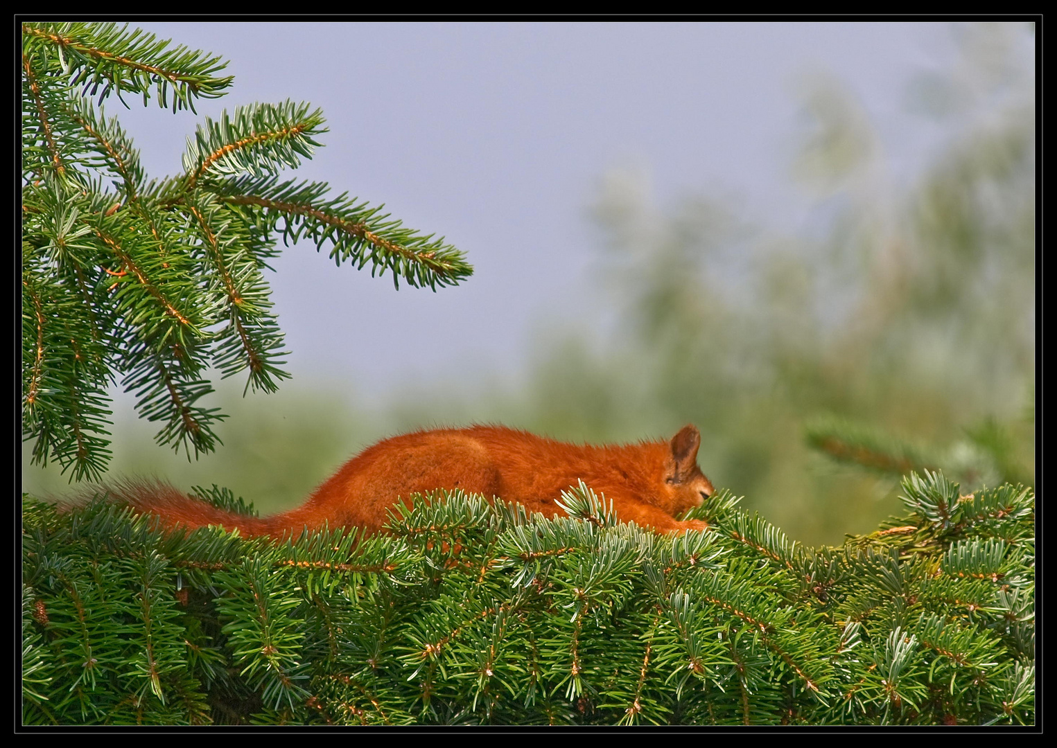 " Siesta "