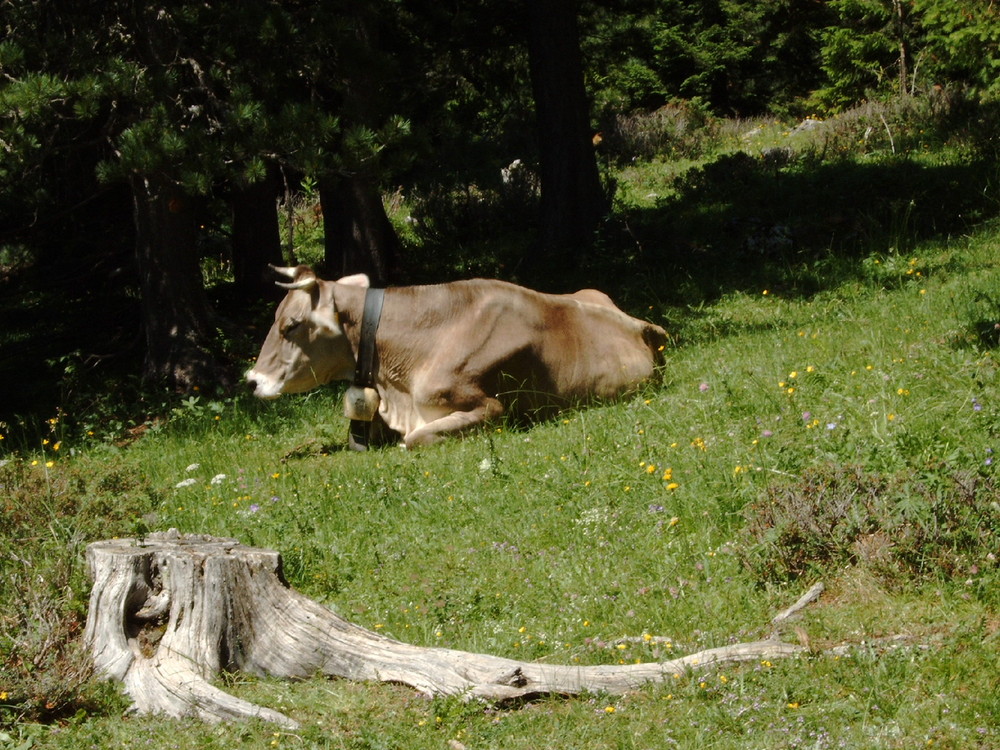 Siesta