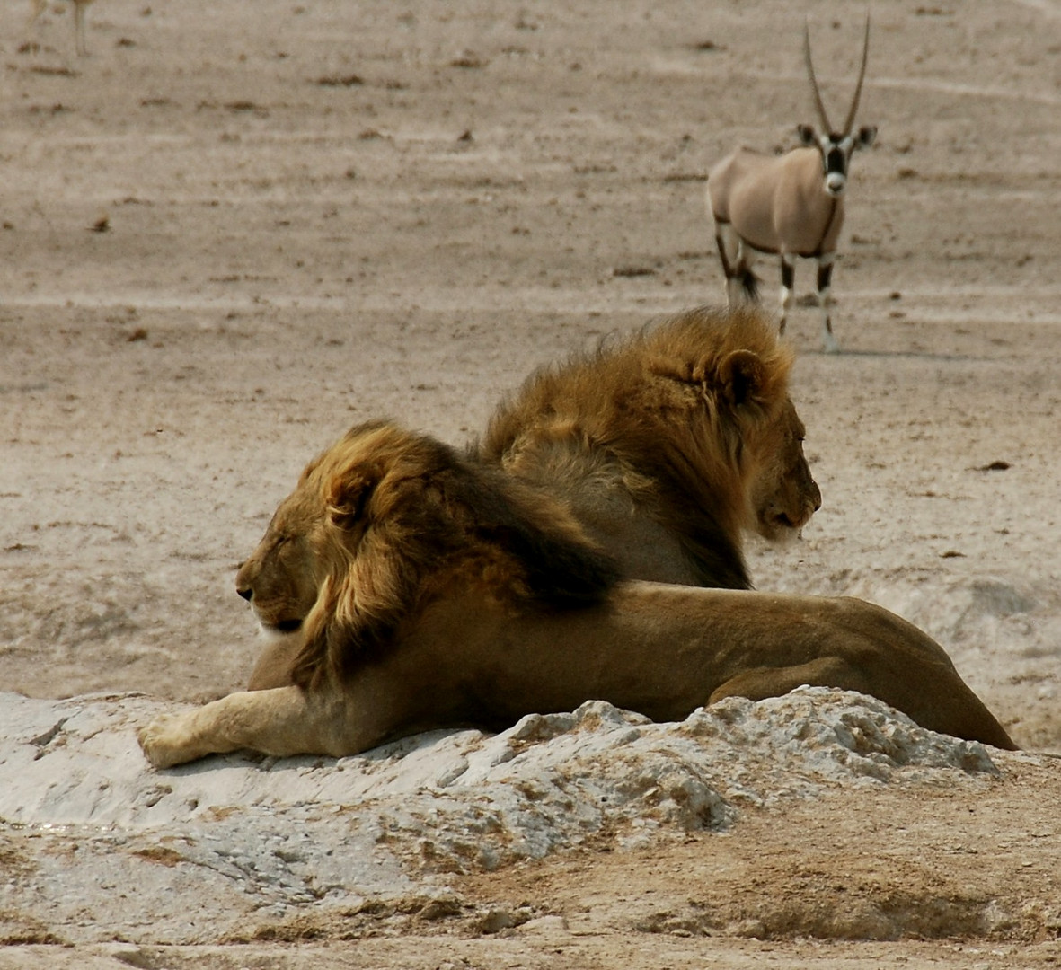 Siesta