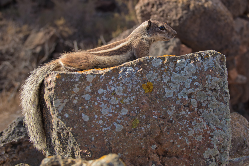 siesta