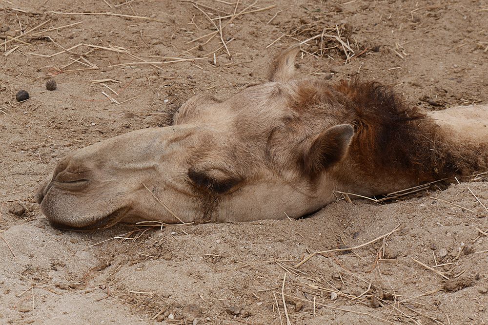 Siesta