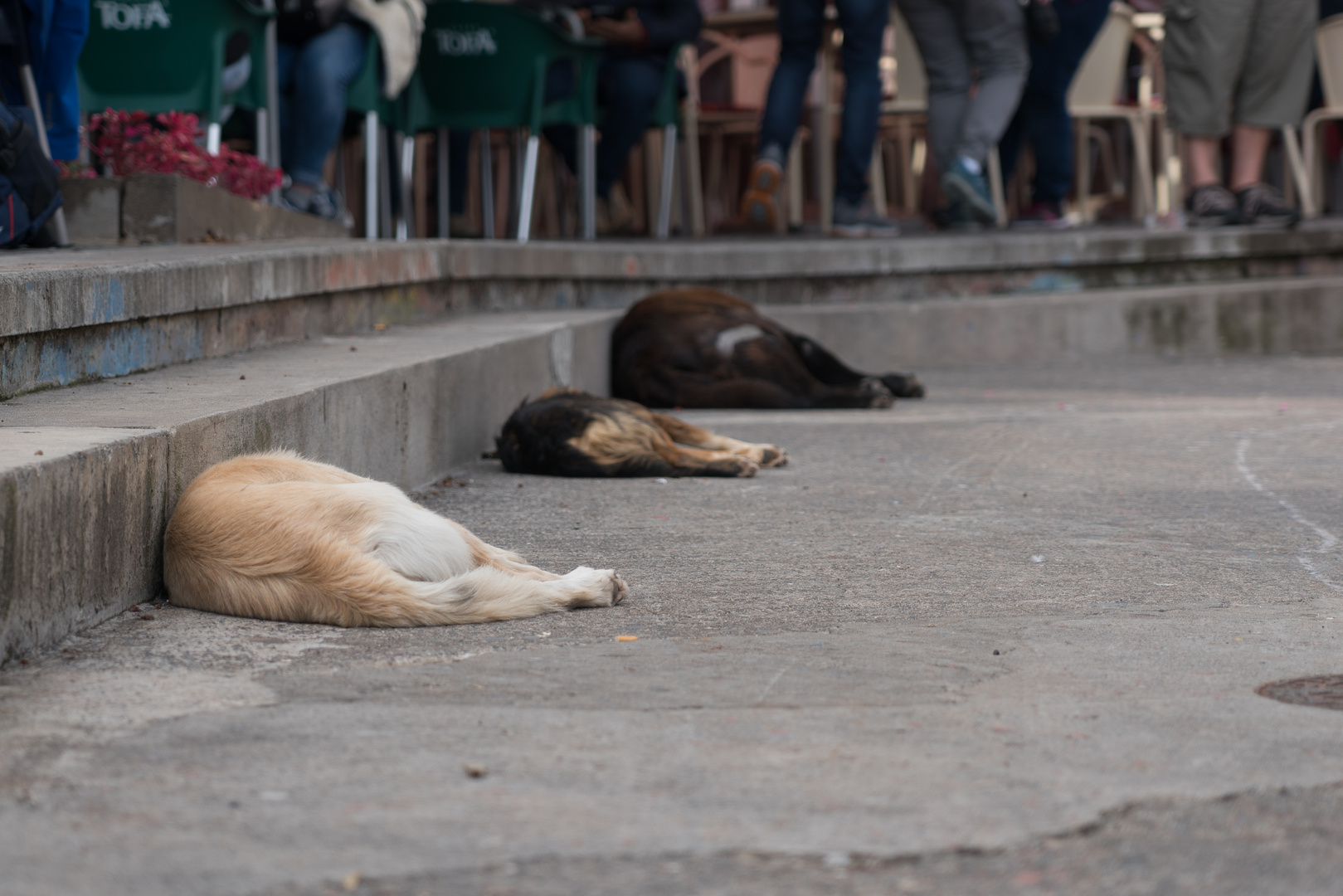 Siesta