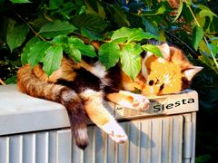 Siesta