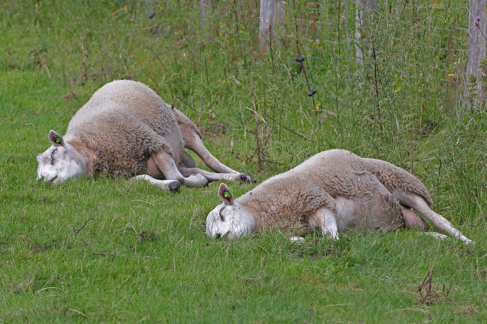 Siesta