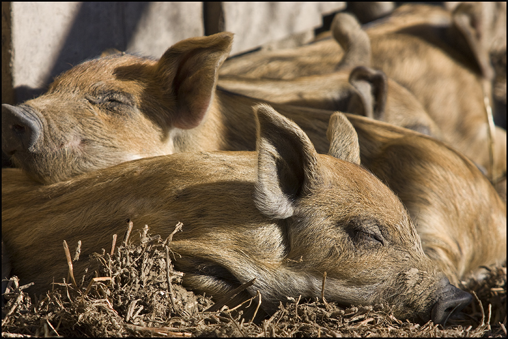 Siesta