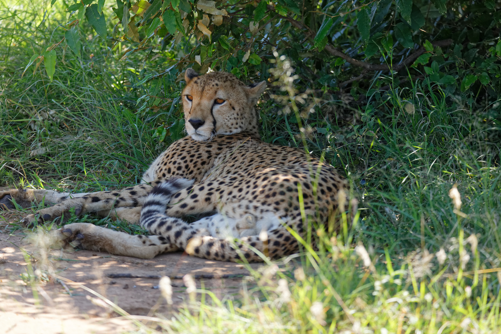 Siesta