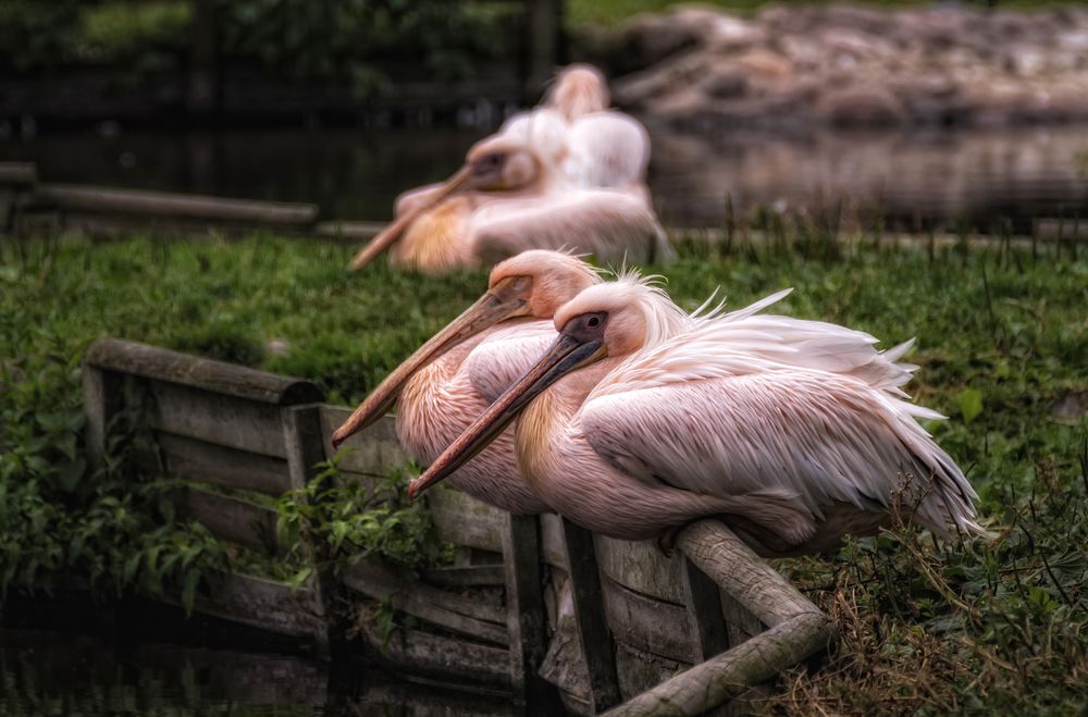 Siesta