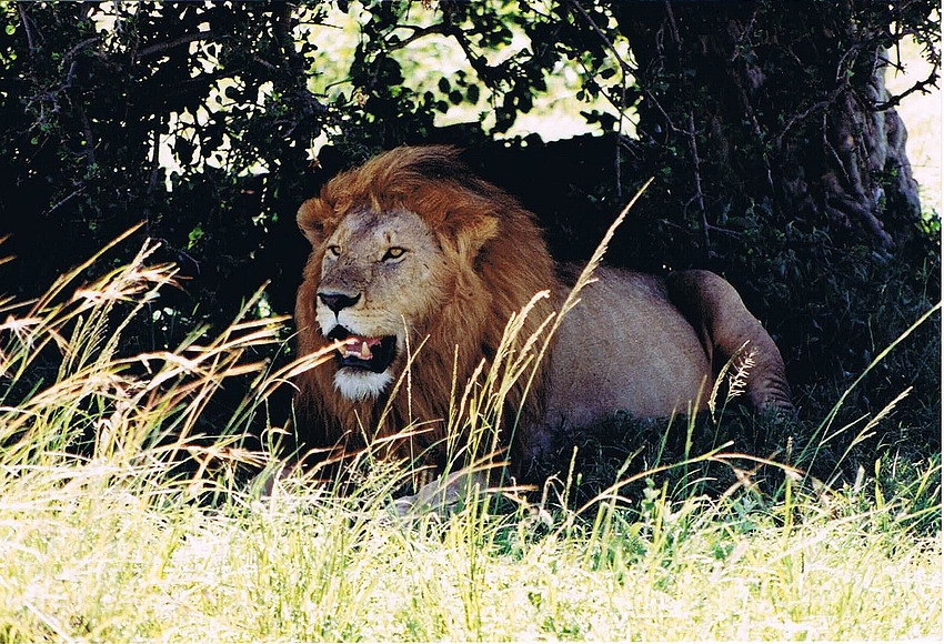 Siesta von Jürgen Schulte 