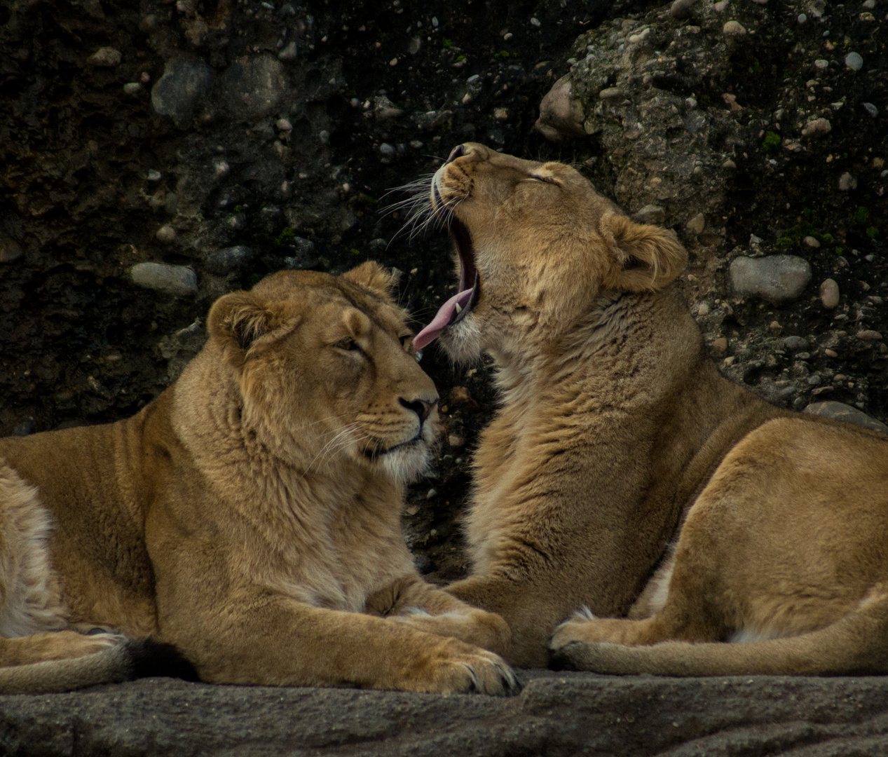 siesta