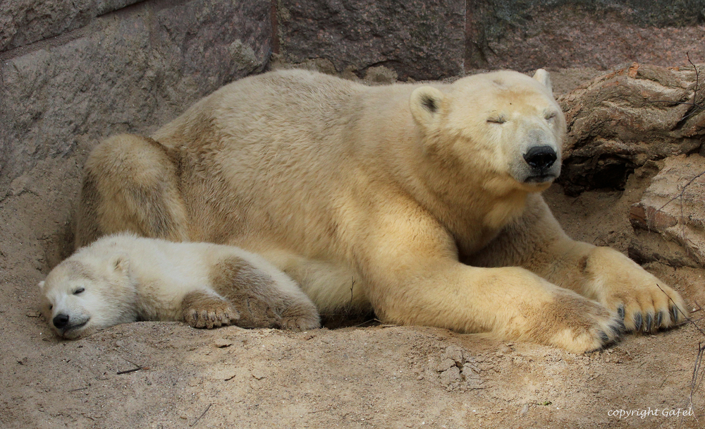 Siesta