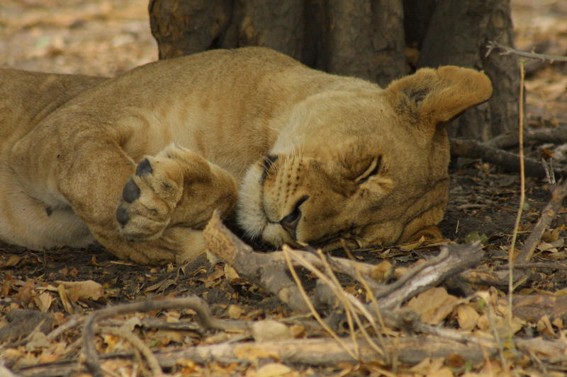 Siesta