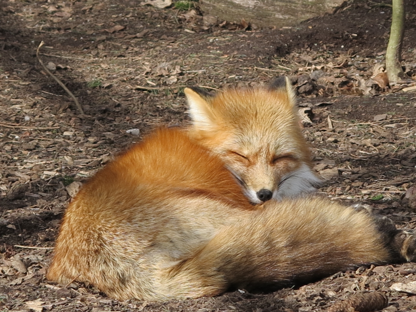 Siesta