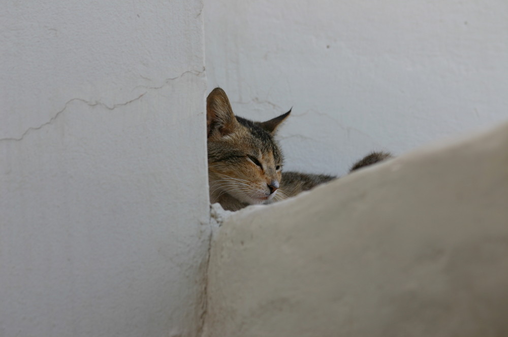 Siesta